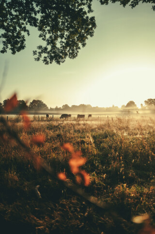 Cattle grazing in rural pastures.