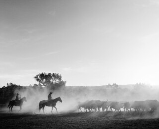 Horseback riders herding cattle.